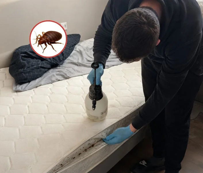 Technicien traitant un matelas contre les punaises de lit à Auffreville-Brasseuil